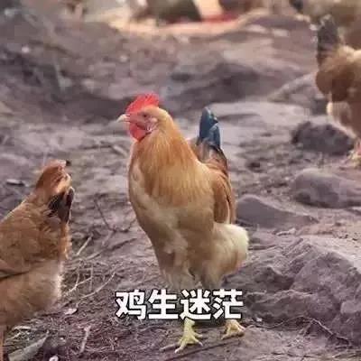 請問，雞是怎么Sǐ的？“干飯人”快集合！有福利 ！